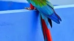 Tipuri de papagali de casa mare