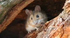 Tipuri de șoareci în natură