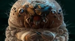 Vederi ale paraziților care trăiesc în corpul uman