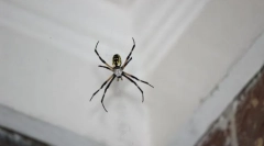 Tipuri de păianjeni penetrant de casă sau apartament