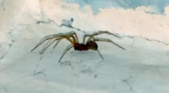 Tipurile de păianjeni care locuiesc acasă