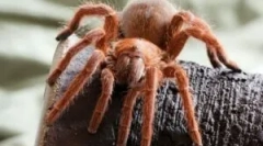 Tipuri de păianjeni