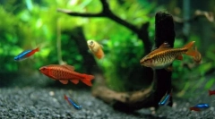 Tipuri de pește adecvate pentru conținut în acvariu