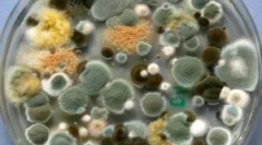 Tipuri, compoziții și proprietăți ale matriței