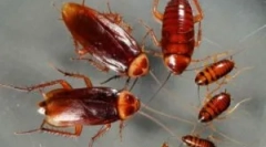 Tipuri de gandaci din casele noastre