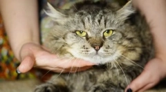 Cat leucemia virală