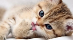 Whiskas pentru pisoi: o prezentare detaliată a liniei de alimentare pentru cel mai mic