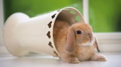 Îndoiți iepurii pitici