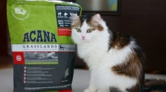 Vitamine și minerale pentru pisică