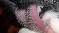 Pisici de dependență de gust și pisici