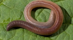 Structura externă și stilul de viață al viermei de ploaie