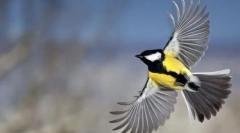 Structura interioară a păsării