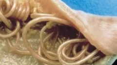 Paraziți interni (endoparazite)