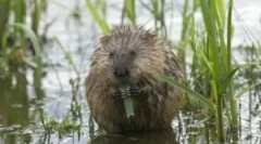 Șobolan de apă: descriere și stil de viață