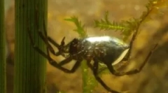 Spider de apă de argint