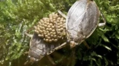 Bedbuguri de apă: tipuri și stiluri de viață