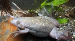 Broaștele de apă de apă în natură și în acvariul de acasă