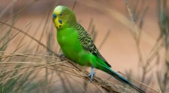 Budgerigar