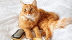 Părul nu scade: pisici cauzate