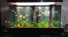 Magic aquarium