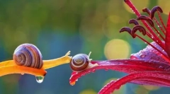 Magic miniatural lumii de melci vyacheslav mishchenko (12 fotografii)