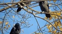 Crows cadre dimineața: cauzele comportamentului păsărilor, semnele
