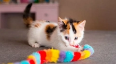 Creșterea pisicilor