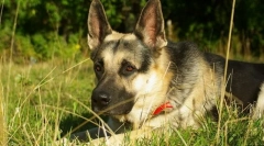 Est european shepherd