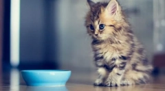 Etapele de vârstă kitten