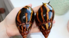 Dacă melcii se încadrează în hibernare de ce melcul doarme ce să facă