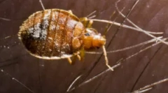 Rău și pericolele provin din bug-uri