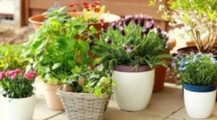 Dăunători pe culori interioare