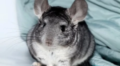Totul despre chinchillas de sarcină, cum sunt nașterea
