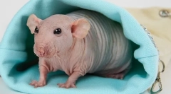 Totul despre bald rat sfinx: descriere, tipuri, îngrijire și conținut decât hrănirea