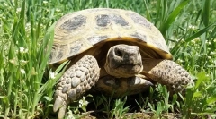 Totul despre țestoasa de teren