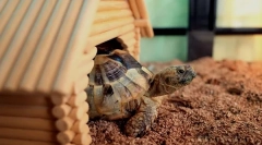 Totul despre terrarium pentru testolul de teren