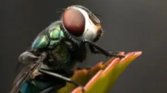 Totul despre unde vin zboară de acasă