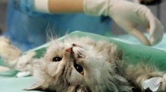 Cele mai importante despre sterilizarea pisicilor