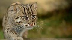 Toate secretele pisicilor din willer