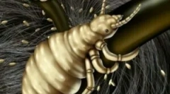 Păduchi și perioada lor de incubare