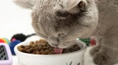 Toate cele mai bune - pisici: caracteristici și varietăți de hrană pentru prima alegere