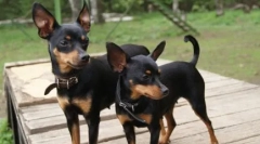 Totul despre rasa praga krysarik (ratlik): poveste și standarde de rasă, caracter de câine, îngrijire, conținut