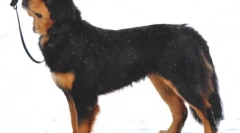 Alegeți o porecla pentru păstor