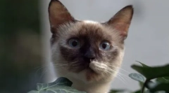 Alegeți o pisică pe semnul zodiacului: rase adecvate