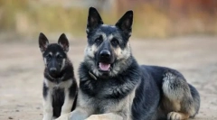 Alegerea unui catelus al păstorului estic al europei