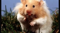 Alegerea și cumpărarea de hamster