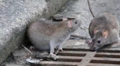 Alegerea momei de momeală pentru șobolani