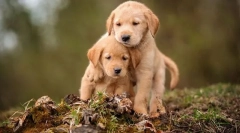 Alegerea unui catelus