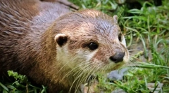 Otterul caucazian