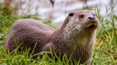 River otter (fotografii): familie frumoasă înotător cunich
